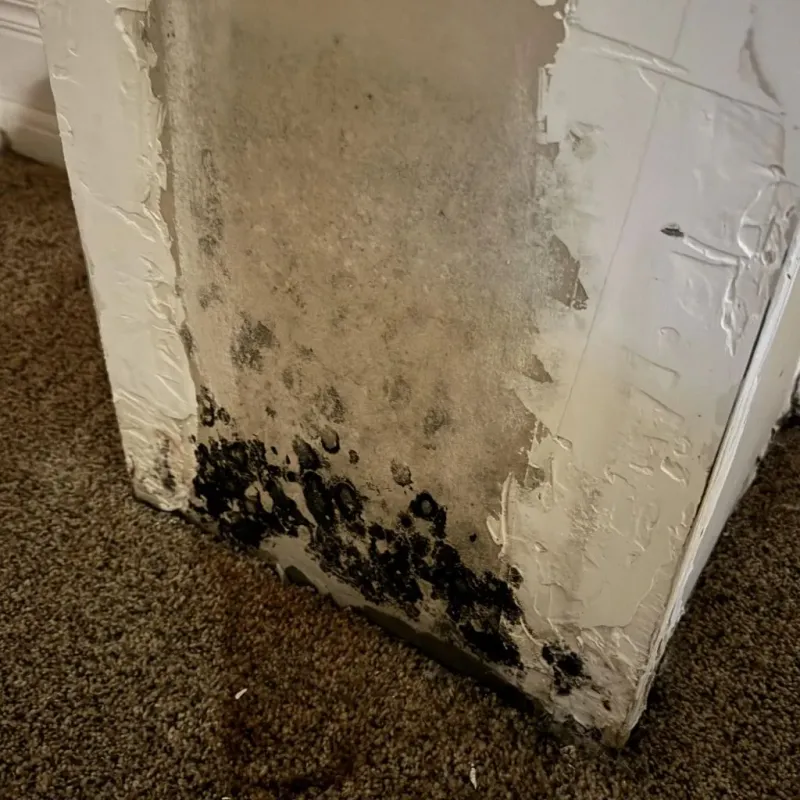 Professional Mold Removal in Hillsborough County, FL